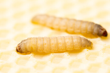Galleria mellonella; wax moth - bee parasite