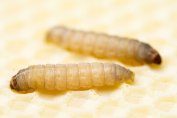 Galleria mellonella; wax moth - bee parasite