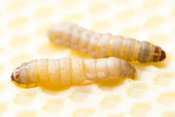 Galleria mellonella; wax moth - bee parasite