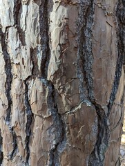 Textured bark on a pine tree