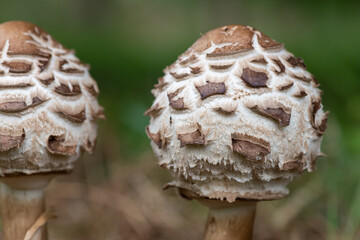 Shaggy parasol (chlorophyllum rhacodes) mushrooms © tom
