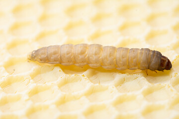 Galleria mellonella; wax moth - bee parasite