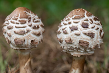 Shaggy parasol (chlorophyllum rhacodes) mushrooms