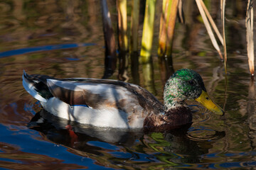 Duck swimming around pond 