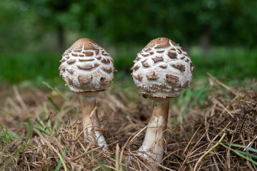 Shaggy parasol (chlorophyllum rhacodes) mushrooms