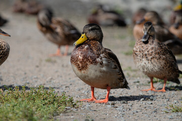 Duck swimming around pond 