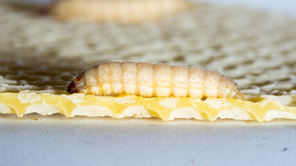 Galleria mellonella; wax moth - bee parasite