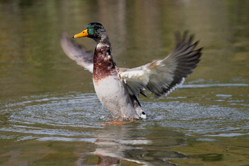 Duck flapping its wings in the water 