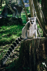 Lemur Wildtierpark
