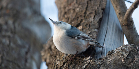 White breated nuthatch 