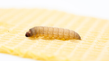 Galleria mellonella; wax moth - bee parasite