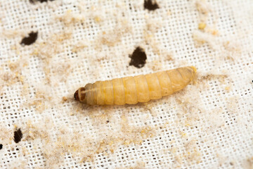 Galleria mellonella; wax moth - bee parasite