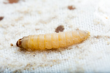 Galleria mellonella; wax moth - bee parasite