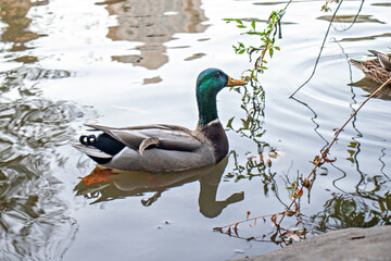 Fototapeta premium ducks in a pond