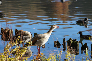 Beautiful Egyptian goose standing in shallow water