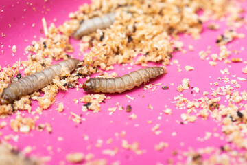 Galleria mellonella; wax moth - bee parasite