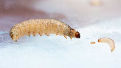 Galleria mellonella; wax moth - bee parasite