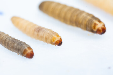 Galleria mellonella; wax moth - bee parasite