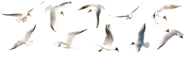 Set of seagulls birds flying isolated on empty background. Birds collection isolated. Group of...