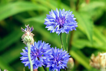 Blue cornflower in the garden. Centaurea blue, blurred background. Natural floral background.