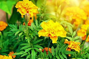 Yellow tagetes or Marigold flowers in the home garden. Tagetes blooming on a green background of a home garden on a sunny day.