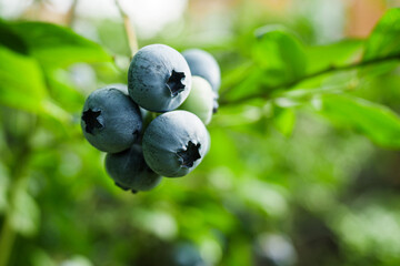 green blueberry bush in the autumn garden