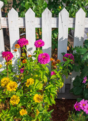 Pink and yellow flowers against white wooden garden fence of a residential house in suburb. Colorful flower on sunny day