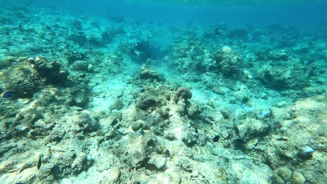 fish and coral reef. underwater video. Waterproof photo and video equipment 
