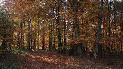 Autumnal forest in North Western Poland