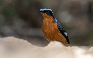 Close-up shot of Adult male Moussier's Redstart (Phoenicurus moussieri) 