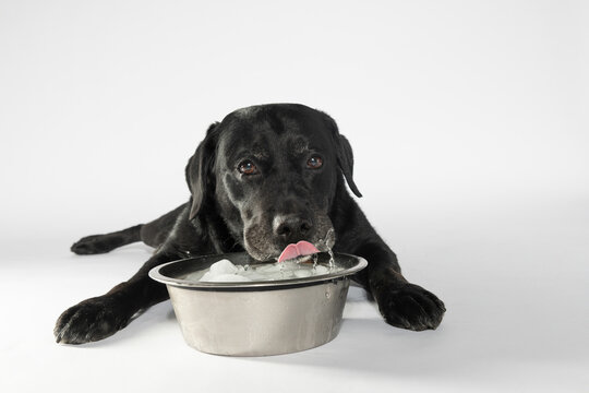 Messy Dog Drinking