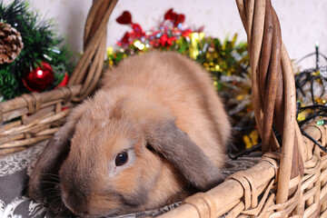 Rabbit, Christmas