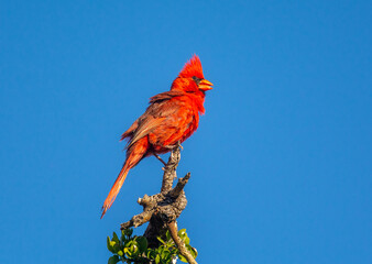 Male Northern Cardinal in Arizona