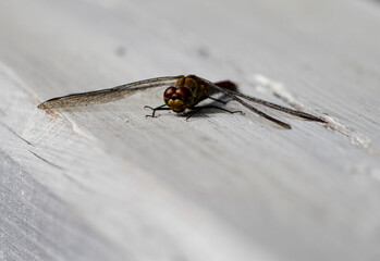 a dragonfly on white wood