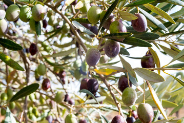 Olive branches full of olives - 546107662