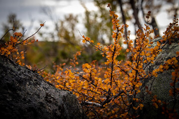 autumn leaves on rocks