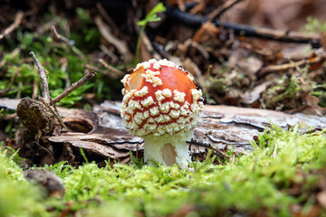 Fliegenpilz mit Loch