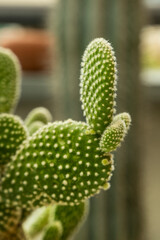 An opuntia microdasys plant in the summer sunlight