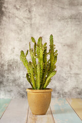 Branches of an opuntia microdasys plant in a terracotta pot and gray background and on a colored plank table