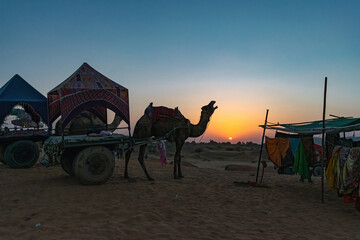 Sightseeing camel ride through the desert to the outskirts of the sacred city