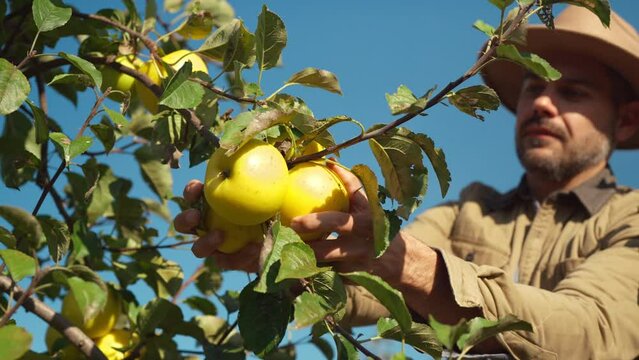 Close up of happy cheerful young handsome man in hat plucking green fresh apple from treen on sunny day. Outdoor. Caucasian male seasonal worker in orchard smelling apple flavor in orchard.