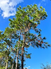 Beautiful pine tree leaf change color in autumn