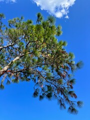 Beautiful pine tree leaf change color in autumn