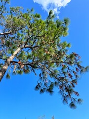 Beautiful pine tree leaf change color in autumn