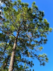 Spanish Moss on a tree