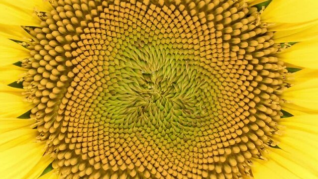 Time Lapse opening yellow Sunflower Head, close-up. Time-lapse of beautiful Sunflower blooms.