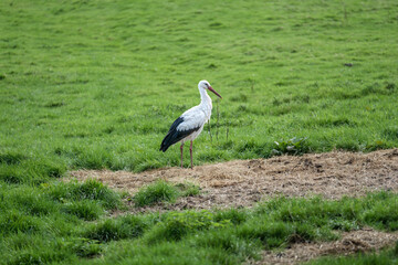 Obraz na płótnie Canvas Beautiful stork, ciconia ciconia, in a meadow looking for food, close to Rotterdam, Netherlands