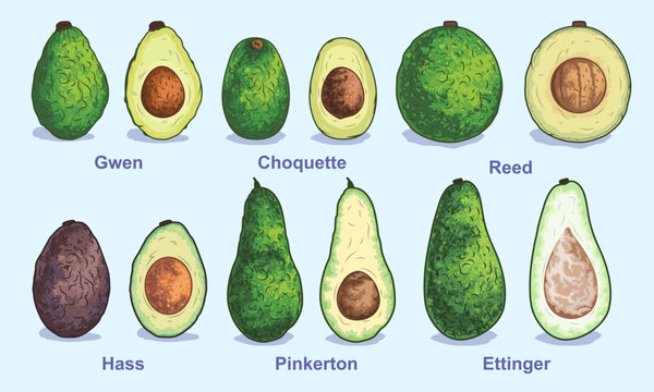 Various types of avocados. Vector illustration. Set for advertising and selling fruits on the site or in the store. Whole avocado and half with pit. Packaging, menu, magazine or brand book design.