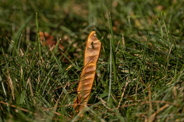 Seed pod in a green grass lawn