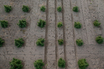 CBD hemp field, thickly planted stems of green industrial plants, top down aerial shot.